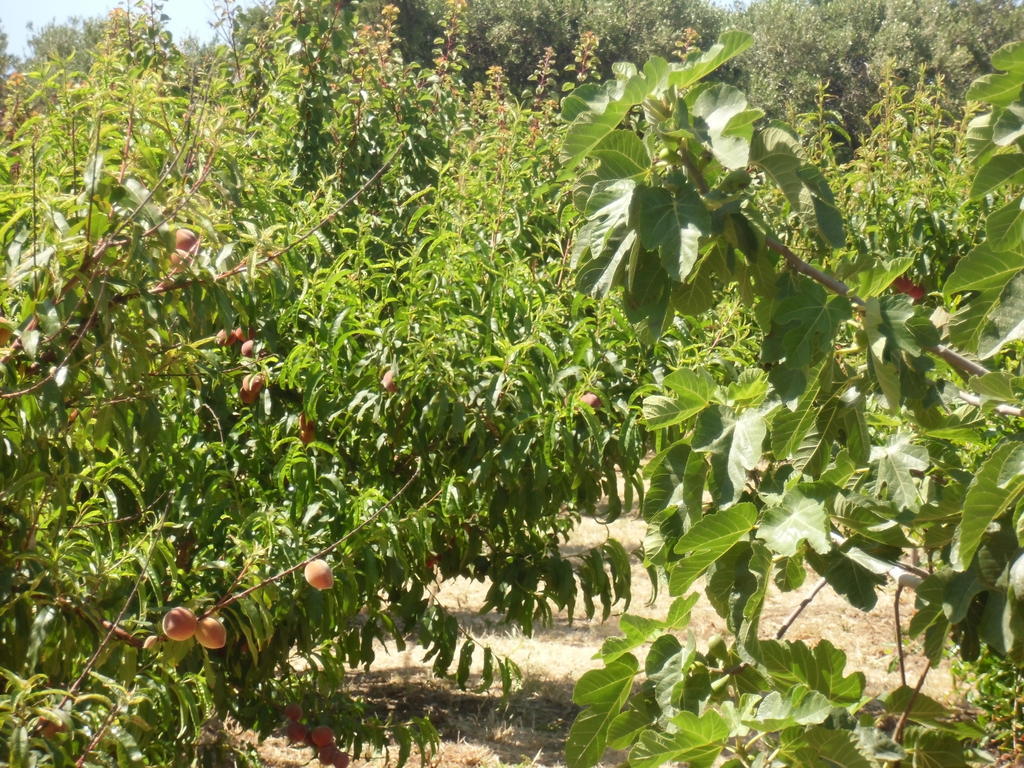 Stella Di Sicilia Villa San Fratello Kültér fotó